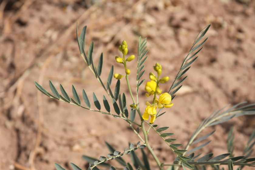 Senna Plant