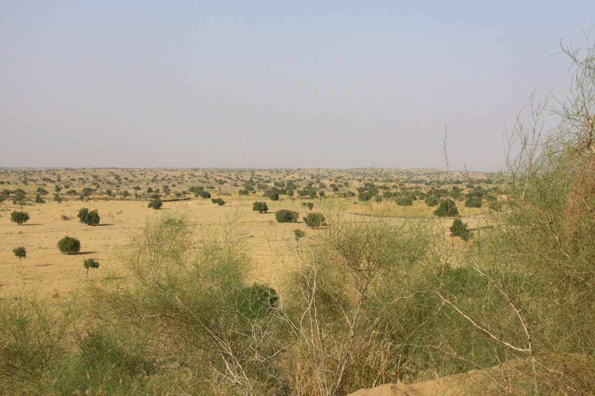 Thar Desert