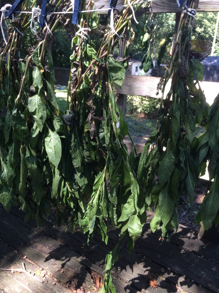 Indigo hanging to dry