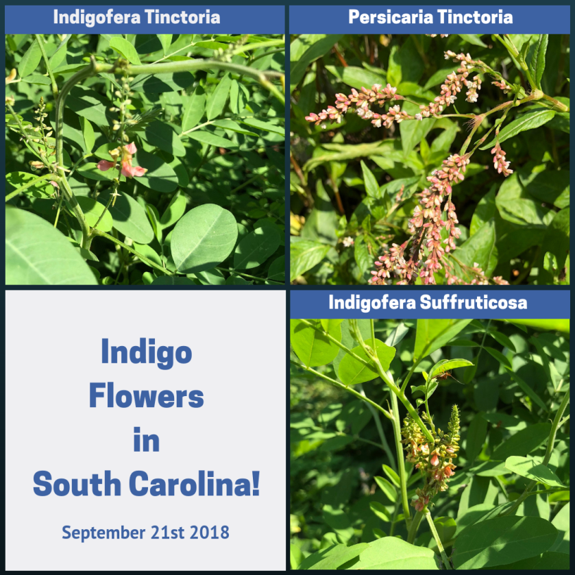 Indigo begins to flower