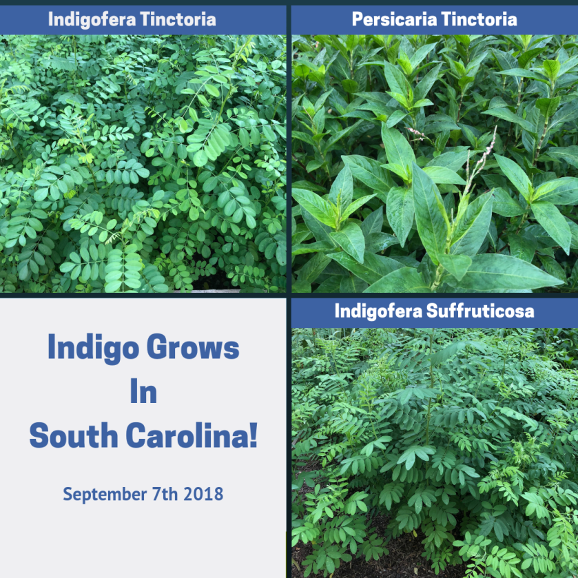 Indigo Garden Sep 2018