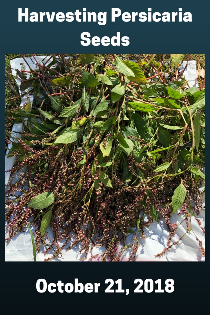 Harvesting Seeds October 21, 2018