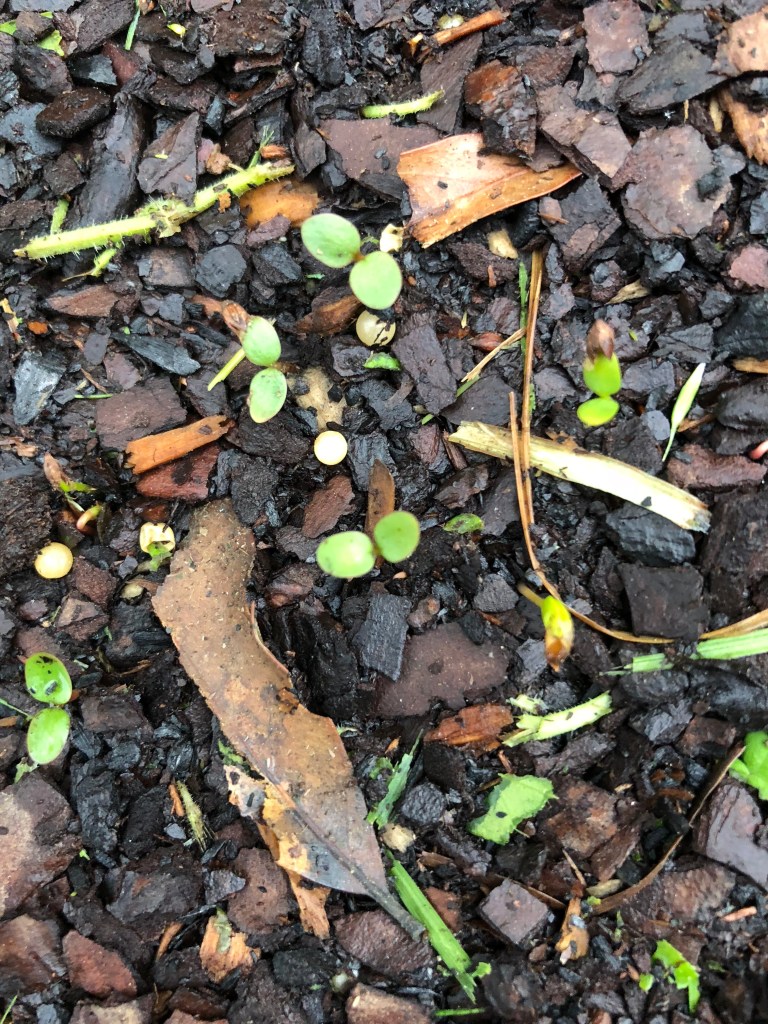 Indigo seedlings
